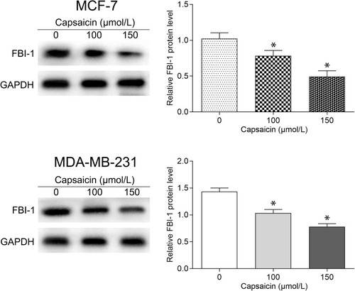Figure 2 Capsaicin suppresses the expression of FBI-1 in breast cancer cells. Cells were treated with capsaicin (0, 100 and 150 μmol/L) for 72 h. The protein level of FBI-1 was detected by Western blot. Data are expressed as means ± SD, *p<0.05 vs Control (0 μmol/L).