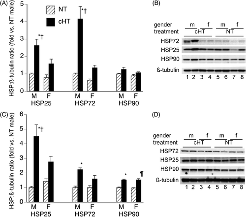 Figure 2. Effect of 5-day chronic moderate heat exposure on expression of heat shock proteins in lung and brain. Male and female mice exposed to moderate hyperthermia for 5-days (cHT) and normothermic (NT) control mice were euthanised, the lungs (A, B) and brain (C, D) snap-frozen, and tissue homogenates analysed for Hsp25, Hsp72, and Hsp90 levels by immunoblotting. HSP band densities were expressed as ratio to ß-tubulin band densities and standardised to NT male levels for each experiment. (A, C) Mean ± SEM of 16 female and 13 male mice are displayed. (B, D) Representative blots. *, †, and ¶ indicate p < 0.05 versus NT male, cHT female, and NT female, respectively.