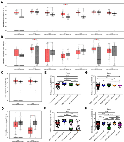 Figure 2 Differential expressions of BSG or TMPRSS2 among aerodigestive cancers, adjacent normal tissues and healthy tissues. (A and B) Boxplot showing differential BSG or TMPRSS2 expression between human digestive cancer and matched normal tissue (TCGA normal + GTEx normal), as obtained from GEPIA2. (C and D) Boxplot showing differential BSG or TMPRSS2 expression between lung cancer and matched normal lung (TCGA normal + GTEx normal), as obtained from GEPIA2. |log2 (fold change)| cutoff, 0.5; p-value cutoff, 0.05; jitter size, 0.4 (red color: cancer; gray color: normal). (E and F) Differential BSG or TMPRSS2 expression among COAD, adjacent normal colon and healthy colon (including transverse and sigmoid colon). (G and H) Differential BSG or TMPRSS2 expression among lung cancer, adjacent normal lung and healthy lung. Kruskal–Wallis tests with post hoc using Dunn’s method were performed.