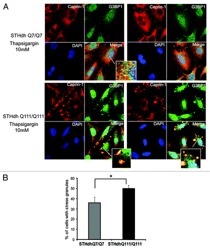 Figure 7. STHdh Q111/Q111 cells expressing expanded Htt form stress granules more robustly than normal Q7/Q7 cells. (A) STHdh Q7/Q7 (top) and Q111/Q111 (bottom) cells were treated with 10 μM thapsigargin for 50 min before fixing, to induce ER stress. Caprin-1 and G3BP1 were detected as described in the legend to Figure 7. (B) Graph shows percentage of Q7/Q7 and Q111/Q111 cells containing stress granules (Caprin-1 and G3BP1- positive) upon treatment with 10 μM thapsigargin for 50 min before fixing, as determined by the presence of yellow dots in the merged images as shown in A. Total 150 cells were counted for each cell line (*n = 3, p = 0.02).