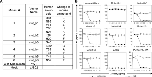 Figure S2 Ixekizumab epitope mapping.Notes: (A) Mutagenesis of the six regions of the potential binding sites. (B) 4T1 cells were treated with a constant amount of human IL-17A wild type, mutant, or vector control supernatant in the presence of increasing amounts of ixekizumab (closed symbols) or isotope control antibody (open symbols). After 48 hours, KC in the supernatant was measured by ELISA. Results are shown as the mean of triplicate treatments ± standard deviation and are representative of four independent experiments.Abbreviations: ELISA, enzyme-linked immunosorbent assay; IL, interleukin; KC, keratinocyte chemoattractant.
