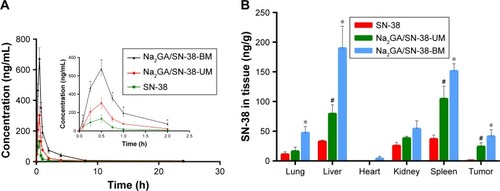 Figure 5 (A) Concentration of SN-38 in rat plasma after intragastric administration of SN-38 suspensions, Na2GA/SN-38-UM and Na2GA/SN-38-BM to rats at the dose of 1 mg/kg (n=3), *P<0.05, statistical signifcance compared to SN-38 suspensions. (B) Biodistribution of SN-38 in Bcap-37-bearing mice after 24 h treatment with SN-38, Na2GA/SN-38-UM and Na2GA/SN-38-BM (n=3). *P<0.05, Na2GA/SN-38-BM vs SN-38, #P<0.05, Na2GA/SN-38-UM vs SN-38.Abbreviations: Na2GA, disodium glycyrrhizin; Na2GA/SN-38-UM, untreated mixture of Na2GA and SN-38; Na2GA/SN-38-BM, amorphous solid dispersion of SN-38 with Na2GA) was prepared by mechanical ball milling; SN-38, 7-ethyl- 10-hydroxycamptothecin.