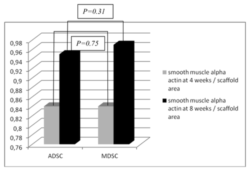 Chart 5. Smooth muscle alpha-actin area and scaffold area in the ADSC and MDSC seeded scaffolds at four and eight weeks.