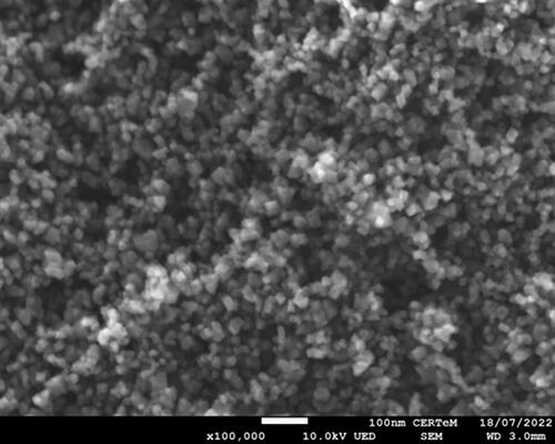 Figure 8. SEM image of nanoscale diamond fraction with an average particle size of 20 ± 5 nm, obtained as a result of HPHT treatment of C10H15F at 8.0 GPa and 1300°С.