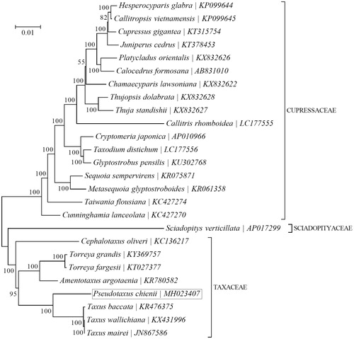 Figure 1. Phylogenetic relationships of 26 species within the order Cupressales based on the maximum-likelihood (ML) analysis of the concatenated coding sequences of 17 chloroplast PCGs. The bootstrap values were based on 200 replicates, and are shown next to the branches.