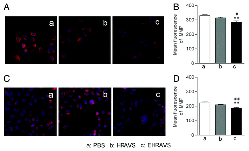 Figure 5. The MMP assay of the cells infected with HRAVS (30:70 of Ad.CMV.IR to Ad.IR.EGFP) or EHRAVS (30:70 of Ad.CMV.IR to Ad.IR.EGFP/E1a). The cells were pretreated with PBS, HRAVS or EHRAVS at MOI of 100. After 48 h, the MMP was determined by Mitotracker red staining and fluorescence assay. The red fluorescence can selectively accumulate in mitochondria of ACC-M (A) and Tca-8113 (C) cells and represents as a function of the cell MMP. Quantitation of fluorescence intensity in ACC-M (B) and Tca-8113 (D) cells. **P < 0.01 as compared with PBS group; ##P < 0.01, #P < 0.05 as compared with HRAVS.