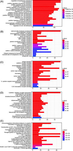 Figure 7. Functional enrichment analysis for the upregulated differentially expressed genes (DEGs) between high- and low-risk uveal melanoma groups. The results of Reactome (A), GO-biological process (B), GO-cellular component (C), GO-molecular function (D), and KEGG analyses (E).