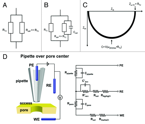 Figure 1. Equivalent electrical circuits of transepithelial recording methods. (A) A DC circuit records transepithelial resistance RTJ and Rcell arranged in parallel. When Rcell > > RTJ, transepithelial conductance is dictated by the tight junction. (B) An AC circuit takes cell membrane capacitance into account. An alternating current (I) with an angular frequency (ω) generates an oscillating potential (E) across the epithelia. The impedance (ZTJ), deriving from E/I, reflects transepithelial resistance under different frequencies. (C) Nyquist diagram (plot of the real and the imaginary axis of the impedance, Zre, Zim). At low frequencies (ω -> 0), Zre approaches RTJ. The capacitance C can be calculated from the frequency at which |Zim| reaches a maximum value: C = 1 / (ω|Zim|max•RTJ). (D) Schematic of relative position of an SICM nanopipette probe to a membrane pore. When the nanopipette is positioned over the membrane pore, the pipette and pore resistances are divided by the access resistance to result in a measured change in potential on the pipette that depends on the conductance of the pore in the membrane. PE: pipette electrode, RE: reference electrode and WE: working electrode.