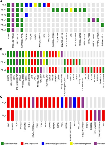 Figure 2 Mutation profile of the three patients. Panel (A–C) show mutational profiling in patient no.1, patient no.2 and patient no.3, respectively. The heat map indicates the presence of a mutation or its absence (gray) in each sample. The color bars below the heat map indicate classification of mutations. Green bar indicates substation or indel. Red bar indicates amplification. Blue bar indicates homozygous deletion. Yellow bar indicates fusion or rearrangement. Purple bar indicates truncation mutation. P1_P, P2_P and P3_P indicate the primary tumors of patient no.1, patient no.2 and patient no.3, respectively. P1_R1 and P1_R2 indicate the first and the second local relapses of patient no.1, respectively. P1_M1, P1_M2 and P1_M3 indicate three metachronous lung metastases of patient no.1. P2_M1 and P2_M2 indicate kidney metastasis and iliac fossa metastasis of patient no.2, respectively. P3_M indicates the proximal sartorius metastasis of patient no.3.