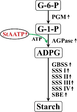 Figure 8. A proposed model of the regulatory network of StAATP in starch accumulation.