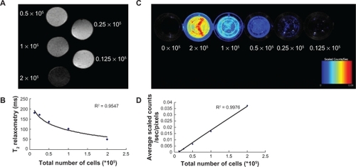 Figure 2 In vitro correlations between MR T2 relaxometry or NIR fluorescent signal and the number of cells. A) A phantom of 2 × 105 cells appeared black, whereas a phantom of 0.125 × 105 cells appeared gray in the MR images. B) A strong correlation between the number of cells and T2 relaxometry was observed (R2 = 0.9547). C) Fluorescent images showed that signal intensity increased with the increasing cell number. Bars represent maximum radiance. D) Correlation plot showed fluorescence counts correlated linearly with cell number (y = −0.002 + 0.02 x; R2 = 0.9976).Abbreviations: MR, magnetic resonance; NIR, near-infrared.