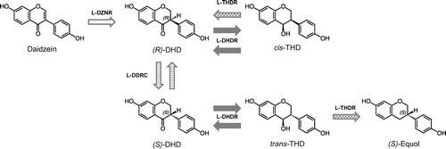Figure 3. Model of the equol biosynthetic pathway starting from daidzein in Lactococcus (Lc.) strain 20–92 (reference 116 with modification). l-DZNR, NADP(H)-dependent daidzein reductase from Lc. 20–92; l-DHDR, dihydrodaidzein reductase from Lc. 20–92; l-THDR, tetrahydrodaidzein reductase from Lc. 20–92; l-DDRC: dihydrodaidzein rasemase from Lc. 20–92.