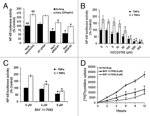 Figure 6. Inhibition of Rac1 reduces NF-κB transcriptional activity and treatment with BAY 11-7082 inhibits NF-κB activity and proliferation. (A) To examine NF-κB activity, NCI-H1703 cells were transfected without siRNA (mock transfection) or with the indicated siRNAs, cultured for 48 h, and then co-transfected with the pNifty-Luc NF-κB reporter plasmid and a β-galactosidase plasmid. After 24 h, the cells were incubated in the absence or presence of TNF-α (100 ng/ml) for 3 h, and luciferase activity was measured. Symbols above a column indicate a statistical comparison of the indicated treatment groups compared with control cells transfected with NT siRNA. (NS, not significant; *p < 0.05). (B and C) Cells were transfected with pNifty-Luc NF-κB reporter plasmid and a β-galactosidase plasmid and then incubated with the indicated concentrations of NSC23766 for 24 h or BAY 11-7082 for 12 h. Cells were then incubated in the absence or presence of TNF-α (100 ng/ml) for 3 h, and luciferase activity was measured. All NF-κB transcriptional activity results are the mean ± SE from three independent experiments normalized to β-galactosidase. (NS, not significant; *p < 0.01). (D) Cells were incubated with the indicated concentrations of BAY 11-7082 for 12 h and proliferation measured by [3H]thymidine uptake at the indicated time points. Symbols above a column indicate a statistical comparison of the indicated treatment groups compared with control cells transfected with NT siRNA or treated without drug (NS, not significant; *p < 0.001).