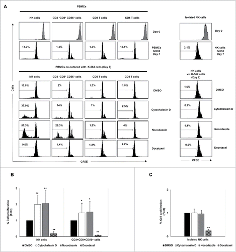 Figure 7. Effect of exposure to drug-induced hyperploid cancer cells on the proliferation of immune cell subsets. (A) PBMCs (n = 6) (left histograms) or purified NK cells (n = 4) (right histograms) isolated from healthy donors were labeled with CFSE and co-cultured with hyperploid-K-562 cells for seven days. CFSE expression on NK cells, CD3+CD56+CD8+ T cells, CD8+ T cells and CD4+ T cells was examined by flow cytometry at day 0 and day 7. The histograms on the right represent the results obtained with purified NK cells. One representative experiment is shown. (B) The graph shows the mean of the fold induction ± SEM of the percentage of proliferative NK and CD3+ CD8+CD56+ cells relative to the negative control obtained in the experiments using PBMCs (*p < 0.05; **p < 0.01). (C) Results are expressed as the mean of the fold induction ± SEM of the percentage of proliferative NK cells relative to the vehicle-treated control obtained in the experiments using purified NK cells (n = 4; *p < 0.05; **p < 0.01).