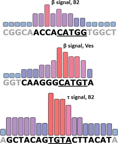 Figure 10. The identified sequences of β and τ signals in SINE B2 and β signal in SINE Ves. The height of the bars characterizes the contribution of nucleotides to PA of SINE transcripts. Nucleotides that make up the signals are shown in black fonts, and adjacent nucleotides are present in grey. Underlined are the ‘conserved’ pentamer in β signals and the tetramer in the τ signal which is identical to a CFIm recognition site in mRNA molecules