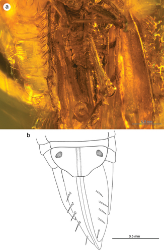 Figure 6. Morphology of Jantarineura serafini gen. et sp. nov., abdomen: (a) ventral side; (b) terminal sternites with ovipositor (reconstruction).