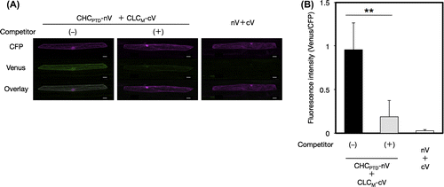 Fig. 3. Interaction between CHCPTD and CLCM by a BiFC analysis.Notes: (A) Visualization of the interaction between CHCPTD and CLCM by BiFC. Venus fluorescence images of leek epidermal cells expressing a pair of CHCPTD-nV and CLCM-cV with or without a competitor, or a pair of nV and cV as a negative reference were shown. Equal amounts of pUGW45 encoding ECFP were co-transformed in each cell as an internal reference. Bars show 20 μm. (B) Quantification of BiFC and evaluation of its specificity using a competitor. Non-fluorescence tagged CHCPTD by a 10-fold amount of BiFC-tagged CHCPTD used as a competitor. The resulting fluorescence intensity was calculated by dividing the fluorescence intensity from Venus by that from CFP (n = 15, error bars represent SD, **p < 0.001, t-test).