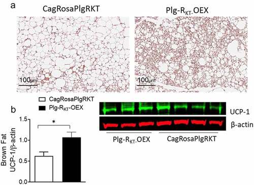 Figure 3. Plg-RKT overexpression improves brown fat function. (a) Representative H & E-stained paraffin sections and (b) western blot of UCP-1 expression in brown fat of 16-week HFD-fed Plg-RKT-OEX and CagRosaPlgRKT mice. N = 4±SEM. *P < 0.05. Scale bar for panel a is 100 μm.