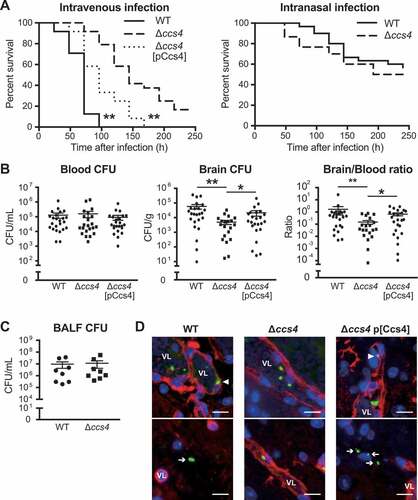  Figure 5.  The ccs4 gene deletion decreases pneumococcal pathogenesis in vivo and invasion into brain. CD-1 mice were infected with the S. pneumoniae TIGR4 WT, Δccs4, or complement strain. (a) Intravenous injections were performed with ~ 6.0 × 106 CFU in 100 μL of PBS and intranasal injections with ~ 7.5 × 107 CFU in 20 μL of PBS. Mouse survival was monitored for 10 days. Statistical differences between groups were analyzed using a log-rank test. **p < 0.01 versus Δccs4 strain-infected mice. (b) In the intravenous infection model, bacterial burden in the blood and brain were assessed after 24 hours of infection. S.E. values are represented by vertical lines. Statistical differences between groups were analyzed using a Kruskal-Wallis test with Dunn’s post hoc test. *p < 0.05 and **p < 0.01. (c) Bacterial burden in bronchoalveolar lavage fluid (BALF) was assessed at 24 hours after infection in pneumonia model mice. Values are presented as the mean of 8 samples from 2 independent representative experiments. Vertical lines represent the mean ± S.E. Statistical differences between groups were analyzed using Mann-Whitney’s U-test. (d) Representative microscopic images of brain vascular tissues from WT (left), ccs4 mutant (center), and complement (right) strain-infected mice showing staining for S. pneumoniae TIGR4 (green), brain vascular endothelial cells (red), and nuclei (blue). Triangles indicate S. pneumoniae binding or invasion of brain vascular endothelial cells. Arrows indicate S. pneumoniae invading the brain tissue. Vessel lumens are marked with VL. Scale bars indicate 10 μm. *p < 0.05 and **p < 0.01 versus control.