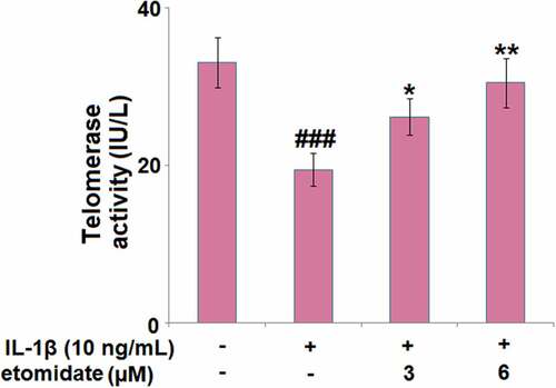 Figure 5. Etomidate attenuates IL-1β-induced reduction in telomerase activity. Cells were incubated with IL-1β (10 ng/mL) in the presence or absence of 3 and 6 μM etomidate for 7 days. Telomerase activity was measured using a commercial kit (###P < 0.005 vs. vehicle group; *, **P < 0.05, 0.01 vs. IL-1β group).