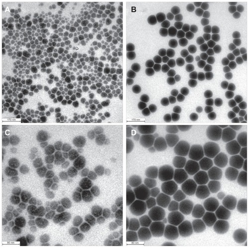 Figure 4 Heat treatment changes the morphology of 40 nm selenium nanoparticles. (A) and (C) Unheated precursor selenium nanoparticles. (B) and (D) Precursor selenium nanoparticle solution after heating at 90°C for one hour.Note: The bar in A and B represents 170 nm, and in C and D represents 80 nm.