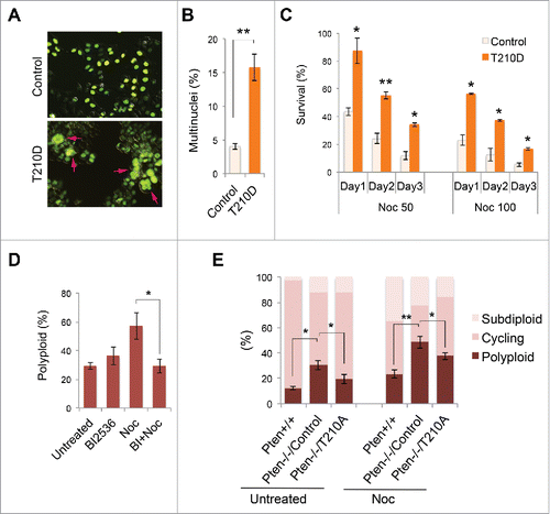 Figure 5. Constitutively active PLK1 induces multinucleation whereas inhibition of PLK1 mitigates polyploidy. (A) HeLa cells were co-transfected with GFP-labeled histone H2B as well as PLK1T210D or a control expression vector, followed by immunofluorescent microscopic analysis of cell morphology. Arrows indicate multinucleated cells. (B) HeLa cells with or without PLK1T210D (n ≥ 400) were analyzed in randomly selected regions and the percentage of multinucleated cells was plotted on the histogram. **, p < 0.01. (C) Cells with or without PLK1T210D were treated with different doses of nocodazole and cell survival was examined by trypan blue exclusion at various times during a 3-day course. *, p < 0.05; **, p < 0.01; as compared with control cells analyzed on the same day. (D) Pten−/− MEFs were pre-treated with BI 2536 (100 nM, 30 min) prior to nocodazole treatment (1.5 μM) for 48 h. Cells were evaluated for polyploidization by flow cytometry. *, p < 0.05. (E) Pten−/− MEFs transiently transfected with PLK1T210A or an empty plasmid were used as controls and were treated with nocodazole (1.5 μM) for 48 h followed by ploidy analysis. *, p < 0.05; **, p < 0.01.