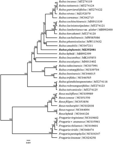 Figure 1. Phylogenetic relationships of 20 species from Fragaria, Rosa and Rubus of Rosaceae based on the complete chloroplast genome sequences. Bootstrap percentages are indicated for each branch.