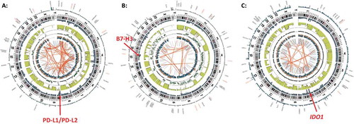 Figure 2. Copy number alterations at PD-L1/PD-L2, B7-H3, and IDO1 loci revealed by whole genome sequencing. Representative circos plots of whole genome sequencing data from three individual patients indicating copy number gains at loci encoding (A) PD-L1/PD-L2, (B) B7-H3, and (C) IDO1. Red arrows point to locus of interest.