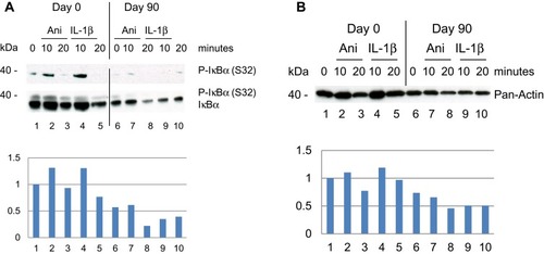 Figure 2 Effect of DMF on PBMCs isolated from psoriatic patient 1 responding to treatment with DMF. (A) PBMCs were collected prior, Day 0 and Day 90 after treatments start. PBMCs were stimulated as before and in a sample of 20 µg protein/lane the level of immune-staining was tested with rabbit anti-P-IκBα (S32) antibodies. Thereafter the blot was striped and re-incubated with mouse anti-IκBα antibodies to determine the tot amount of IκBα by Western blotting. (Below) The fold induction of IκBα was normalized to day 0 and the non-stimulated PBMCs. (B) The expression level of total Actin was determined by antibodies for Pan-Actin and Western blotting. (Below) The fold induction was normalized to the expression of Pan-Actin at Day 0 and the non-stimulated PBMCs.