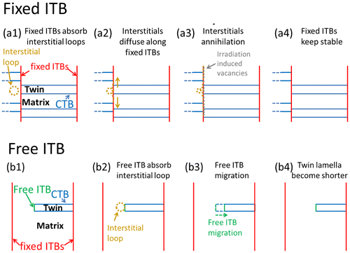 Figure 5. Schematic figures of the interaction between ITBs and radiation-induced interstitial loops. (a1–a4): fixed ITBs interact with radiation-induced defect clusters; (a1) fixed ITBs labeled by red solid lines absorb interstitial loop; (a2) absorbed interstitials diffuse along fixed ITBs; (a3) the high-density interstitials annihilated by absorbing radiation-induced vacancies and vacancy clusters; and (a4) fixed ITB keeps stable. (b1–b4): free ITBs interact with radiation-induced interstitial loops; (b1) the free ITB is labeled by a green line; (b2) the free ITB absorbs radiation-induced interstitial loops; (b3) free ITB migrates due to the interaction force between interstitials in ITB and vacancies inside grain; and (b4) the ITB’s migration leads to the shortening of the twin lamellae’s length.