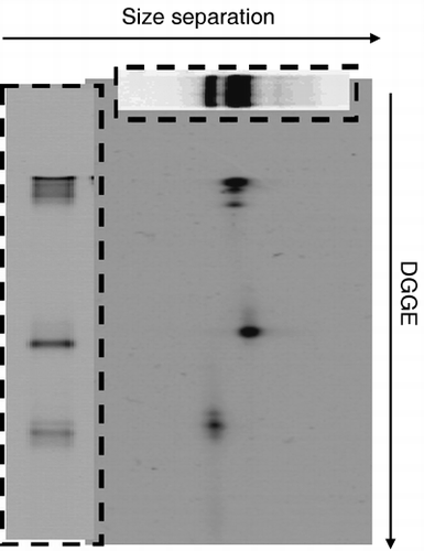 Figure 3  Two-dimensional electrophoresis patterns of bacterial 16S rDNA amplified with primer set I. The top boxed figure shows the results of size separation and the left boxed figure shows the results of denaturing gradient gel electrophoresis (DGGE).
