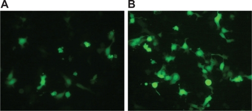 Figure 5 HepG2 cells observed under fluorescence microscopy (×400) 24 hours after transfection (A) and 48 hours after transfection (B).