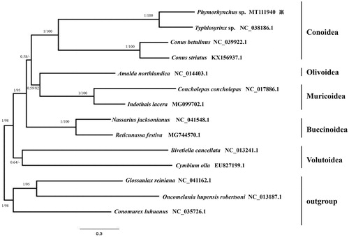 Figure 1. The BI and ML phylogenetic trees were constructed based on the nucleotide sequence of 13 protein-coding genes. The branch length is determined with BI analysis. BI/ML boot-strap values are given for each branch.