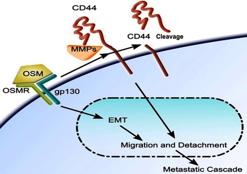 Figure 6 OSM signaling induces an EMT and upregulates CD44 and cleavage of CD44 in breast tumor cells: Once bound to its receptor, OSM induces cells to undergo EMT and subsequent detachment and migration. OSM signaling increases expression of the transmembrane protein CD44 and also cleavage via MMPs. OSM-induced CD44 is involved in migration and detachment as well as docking, which is the step immediately before extravasation during the metastatic cascade.