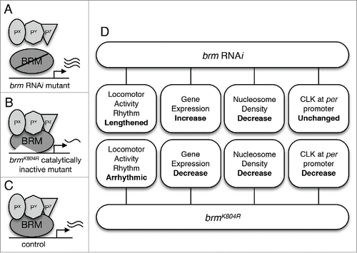 Figure 1. The role of BRM in Drosophila circadian transcription. (A) Flies in which brm RNAi is used to knock down brm expression are expected to exhibit both decrease in catalytic and non-catalytic activity. Decrease in the latter is postulated to result in decreased recruitment of BRM-interacting proteins to CLK-regulated promoter regions. Interacting proteins are designated as Px, Py, and Pz. Reduction in catalytic activity results in decrease in nucleosome density. (B) Flies expressing the brmK804R allele express a catalytically-inactive BRM protein that is unable to hydrolyze ATP to remodel chromatin (increase nucleosome density), yet retains interactions with other proteins.Citation43 (C) Control “wild type” flies expressing native BRM protein with intact catalytic and non-catalytic activity. (D) An overview of findings from Kwok et al,Citation36 including the phenotypes of the two brm mutants with respect to circadian locomotor activity rhythm, expression of core clock genes, nucleosome density, and CLK localization at the per promoter.