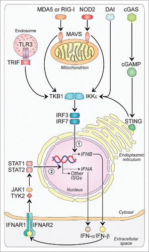 Figure 1. Major intracellular pathways leading to Type-I-IFN production. Families of sensors, known as PRRs, are available in the cells to detect viral and danger products, and induce the expression of Type-I-IFNs. One set of PRRs is localized in endosomal vesicles, while another set senses components in the cytoplasm. The endosome-associated TLR3 and the cytosolic MDA5, RIG-I and NOD2 sense double-stranded and single-stranded RNAs through the activation of adaptor molecules such as TRIF and MAVS, respectively. TRIF and MAVS in turn converge to activate the TBK1-IKKϵ kinase complex. This culminates in the activation of the transcription factors IRF3 and IRF7, which translocate to the nucleus and participate in the induction of a first wave of IFN-β production (1). IFN-β in turn acts in an autocrine/paracrine manner binding to the heterodimeric receptor IFNAR1-IFNAR2. This is followed by the activation of a JAK-STAT signaling pathway leading to a second wave of IFN-α production as well as to the transcription of other antiviral genes (2). Other PRRs sensing DNA are DAI and cGAS, with this last catalyzing the formation of ligands for STING upstream of the TBK1-IKKϵ complex, which finally drives the expression of IFNA and IFNB. cGAMP, cyclic guanosine monophosphate-adenosine monophosphate; cGAS: cyclic GMP-AMP synthase; DAI: DNA-dependent activator of IRFs; IFNs: interferons; IFNAR: IFN-α/β receptor; IKKϵ: IkB kinase ϵ; IRF: IFN regulatory factor; ISGs: IFN-stimulated genes; JAK: Janus kinase; MAVS: mitochondrial antiviral signaling adaptor; MDA5: melanoma differentiation-associated protein 5; NOD2: nucleotide oligomerization domain 2; PRRs: pathogen recognition receptors; RIG-I: retinoic acid-inducible gene-I; STAT: signal transducer and activator of transcription; STING: stimulator of IFN genes; TBK1: TANK-binding kinase 1; TLR3: Toll-like receptor 3; TRIF: TIR-domain containing adaptor protein-inducing IFN-β; TYK2, tyrosine kinase-2.