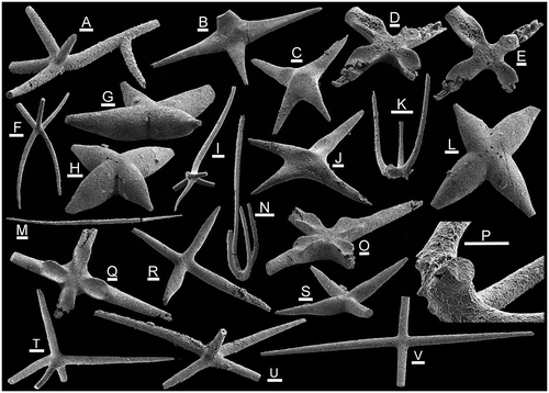Figure 5. Sponge spicules from the Holm Dal Formation (Cambrian Series 3, Guzhangian, Lejopyge laevigata Biozone). All specimens from GGU sample 315008. A–C, J, F, M, R–V, Diverse spicules. A, pentactin with secondary axial ray, PMU 31830. B, tetractin, PMU 31831. C,J, tetractin, PMU 31832. F, pentactin, PMU 31833. M, diactin, PMU 31834. R, tetractin, PMU 31835. S, tetractin, PMU 31836. T, pentactin, PMU 31837. U, pentactin, PMU 31838. V, tetractin, PMU 31839. D, E, O, Q, Tallitaniqa petalliformis n. gen. n. sp. D, E, tetractin, paratype, PMU 31840. O, Q, tetractin, holotype, PMU 31841. G, H, L, Kuonamia fusiformis (Fedorov in Fedorov & Pereladov, Citation1987). G, tetractin, PMU 31842. H, L, tetractin, PMU 31843. I, hexactin, PMU 31844. K, N, P, Sisamatispongia erecta n. gen. n. sp. K, P, holotype, PMU 31845. N, paratype, PMU 31846. Scale bars 100 μm, except P (50 μm).