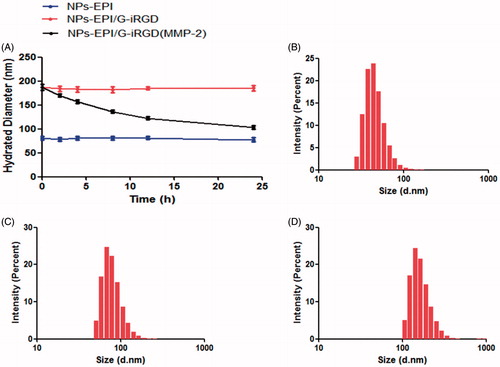 Figure 7. (A) Hydrated diameter of NPs-EPI, NPs-EPI/G-iRGD and NPs-EPI/G-iRGD incubated with MMP-2 during 24 h. DLS data of NPs-EPI (B), NPs-EPI/G-iRGD (C), NPs-EPI/G-iRGD incubated with MMP-2 (D).