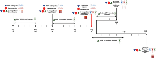 Figure 1. Timeline for treatments, blood draws, surgery, and euthanasia. Antisense oligonucleotide treatment against thrombopoietin (THPO-ASO, blue triangle) and saline (red circle) were administered once a week to decrease or control for platelet count, respectively. A mimetic to thrombopoietin (TPO-mimetic, green triangle) was administered using oral gavage to mice 5 days a week and continued from surgery to euthanasia to maintain an elevated platelet count. Blood draws were analyzed weekly through complete blood count with differential. Separate cohorts of mice underwent euthanasia at post-operative day (POD) 3 and 7 to evaluate the effects of treatments on deep vein thrombus burden. Created with Biorender.com.