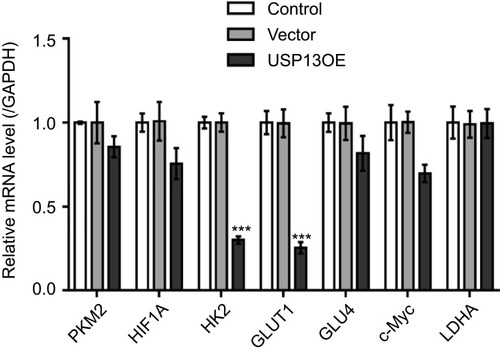 Figure S2 CAL27 cells were transduced with USP13 overexpressing (USP13OE) and control vector virus.