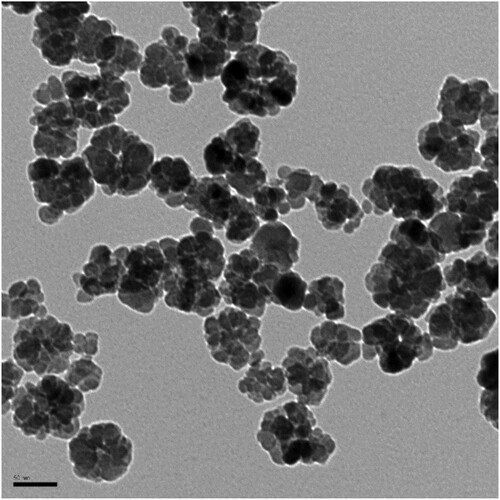 Figure 2. Transmission electron microscopy image of the synthetic iron oxide NP. Scale bar is 50 nm.