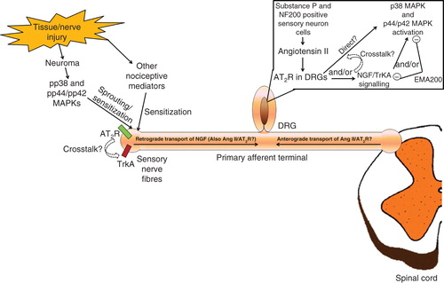 Figure 3. A schematic diagram summarizing the proposed augmented angiotensin II/AT2R signaling pathways and their interaction in peripheral neuropathic pain and/or chronic inflammatory pain states.