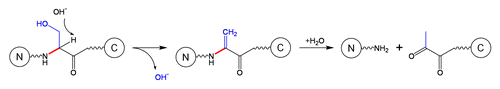 Schematic 5 β-elimination at Ser residue.Citation11