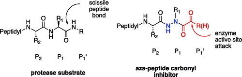 Figure 1. Aza-peptide aldehyde and ketone design.