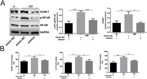 Figure 4 Topical administration of miR-185-5p mimic inhibited p-NF-κB and ICAM-1 expression in diabetic rat wound tissue. (A) ICAM-1, p-NF-κB, and NF-κB proteins were detected in miR-185-5p mimic treated-diabetic rat wound tissue by Western blots (n=3), *P < 0.05, ***P < 0.001. (B) ICAM-1, IL-6, TNF-α protein was detected in miR-185-5p mimic treated-diabetic rat wound tissue by ELISA assays (n = 3), *P < 0.05, **P < 0.01.