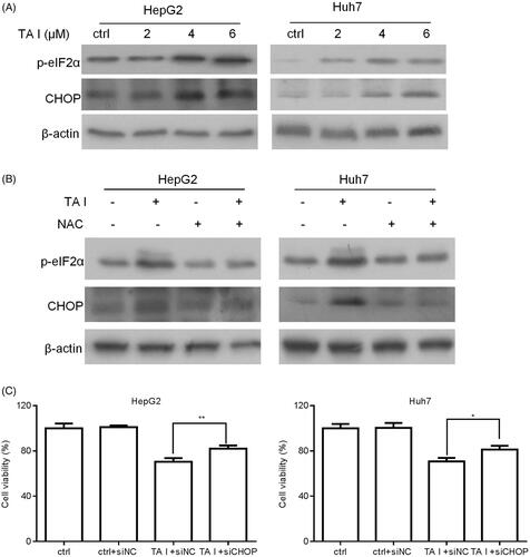 Figure 6. TA I promotes apoptosis in HepG2 and Huh7 cells by activating ER stress through ROS generation. (A) HepG2 and Huh7 cells were treated with TA I (0, 2, 4, and 6 μM) for 12 h, and the expression levels of phospho-eIF2α and CHOP proteins were assayed by western blot. (B) HepG2 and Huh7 cells were pre-treated with NAC (4 mM) for 1 h, and then incubated with TA I (4 µM) for 12 h; the expression levels of phospho-eIF2α and CHOP proteins were assayed by western blot. β-actin served as a loading control. (C) HepG2 and Huh7 cells were transfected with or without siNC or siCHOP for 48 h and then incubated with or without TA I (4 µM) for 24 h. The cell viability was measured using the CCK-8 assay. *p < .05, **p < .01. TA: tanshinone; ER: endoplasmic reticulum; ROS: reactive oxygen species; NAC: N-acetyl-cysteine; siRNA: control siRNA; CCK-8: cell counting Kit-8.
