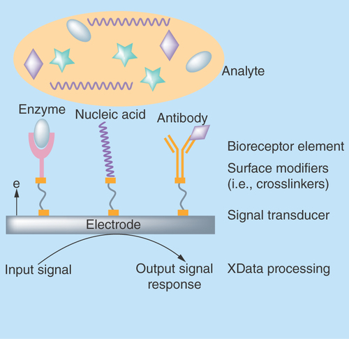 Figure 1.  General schematic of a biosensor.Classified based on immobilized biological elements as enzyme, nucleic acid or affinity biosensors.