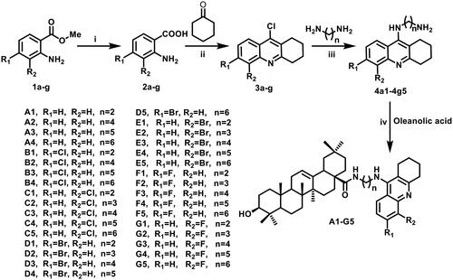 Scheme 1. Synthesis of A1-G5; reagents and conditions: (i) 20% NaOH aq, 8 h; (ii) cyclohexanone, POCl3, reflux, 4 h; (iii) H2N(CH2)nNH2, KI, ethylene glycol, reflux, 8 h; (iv) HATU, DIPEA, THF, rt, 3–5 h.