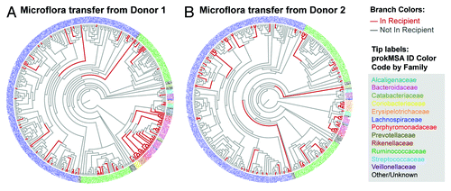 Figure 4. Bacterial lineages in (A) Donor 1 found in Donor 1 recipient mice gavaged weekly and (B) Donor 2 found in Donor 2 recipient mice gavaged weekly. prokMSA IDs are colored according to bacteria families, as indicated in the figure legend, while each branch is colored according to its detection in the recipient mouse, either not detected (gray) or positively detected (red).