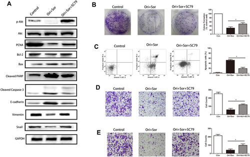 Figure 5 The Akt pathway played an important role in the anticancer effect of combined oridonin and sorafenib treatment. (A) SC79 was used to enhance the phosphorylation of Akt after cotreatment with oridonin and sorafenib, which partially restored the levels of proteins associated with proliferation, apoptosis and EMT. (B) Colony formation assays showed that SC79 treatment restored the proliferation that was inhibited by combined oridonin and sorafenib treatment. (C) Flow cytometry showed that the enhanced apoptosis induction caused by combined oridonin and sorafenib treatment was mitigated by SC79 treatment. (D and E) Reactivation of AKT after SC79 treatment restored cell migration and invasion that had been impaired by cotreatment with the two drugs. (The data represent the mean ± SD of three independent experiments. *Indicates p<0.05 compared with the combination group; Ori + Sor indicates combined oridonin and sorafenib treatment).